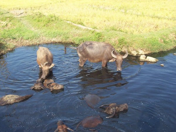 Water buffalos bathing in a sinkhole in Vietnam