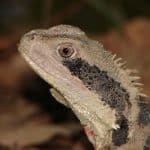 Dragon lizards