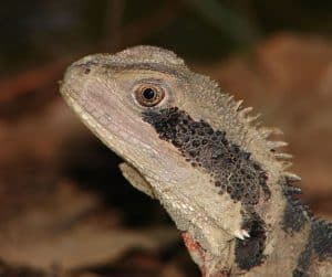 An Australian water dragon (Physignathus lesueurii) at the Auburn Botanical Gardens in Australia.