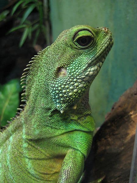 Green water dragon (Physignathus cocincinus)at the Toronto Zoo.