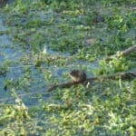 Water vole