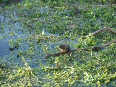 Water Vole Picture
