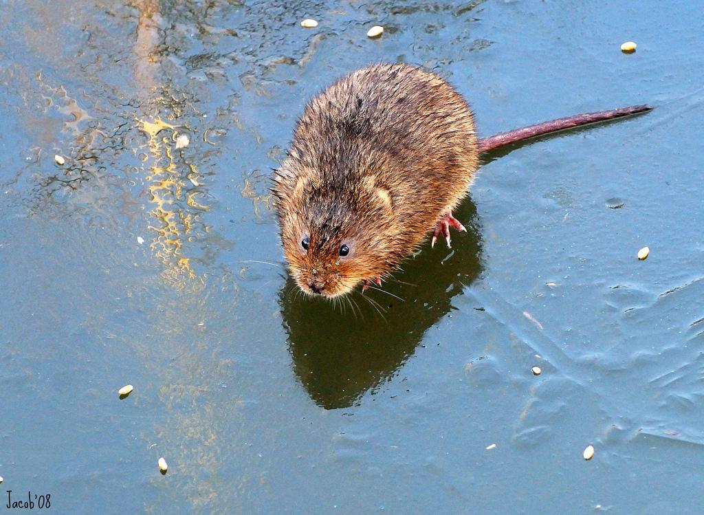 Picture 4 of 13 - Water Vole (Arvicola Amphibius) Pictures & Images ...