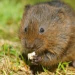 Voles