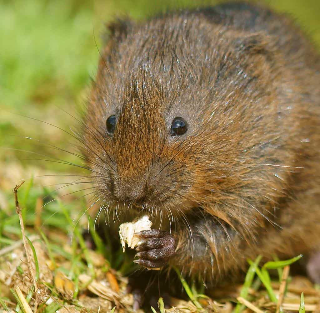 vole teeth