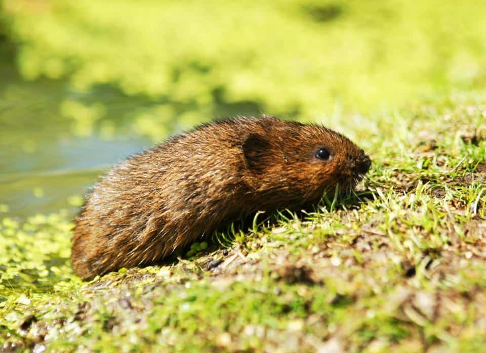 Voles are often mistaken for mice