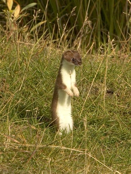 baby weasel