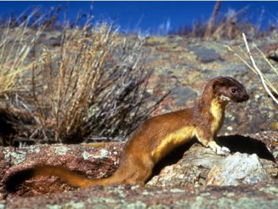 Weasel Animal Pictures | A-Z Animals