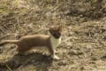 Weasel Animal Pictures | A-Z Animals