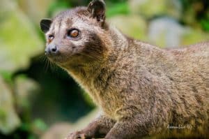 Weasel Animal Pictures | A-Z Animals