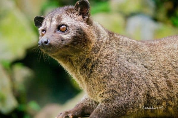 Weasel Vs Mongoose: What Are 8 Key Differences? - A-z Animals