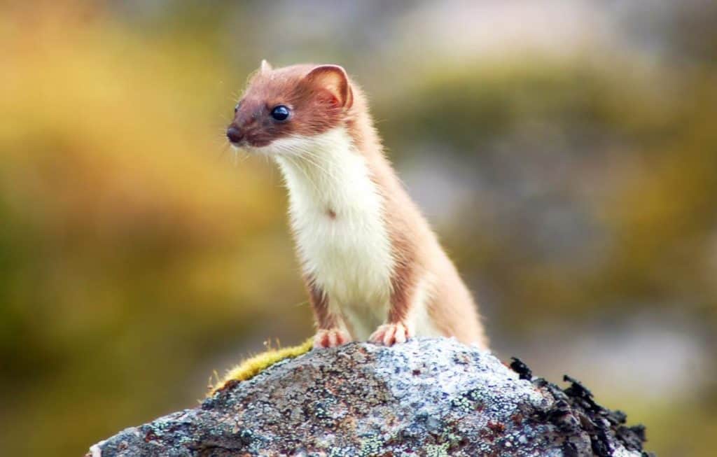 Weasel - A Wiki of Ice and Fire