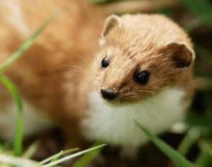 10 Incredible Weasel Facts Picture