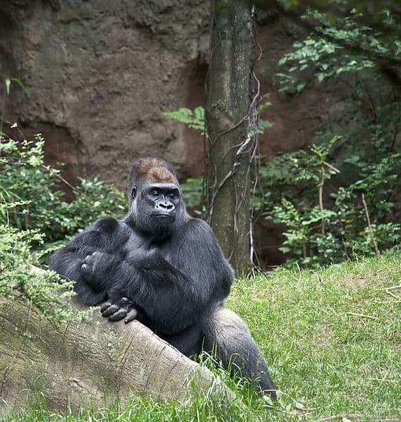Western Lowland Gorilla at the Bronx Zoo