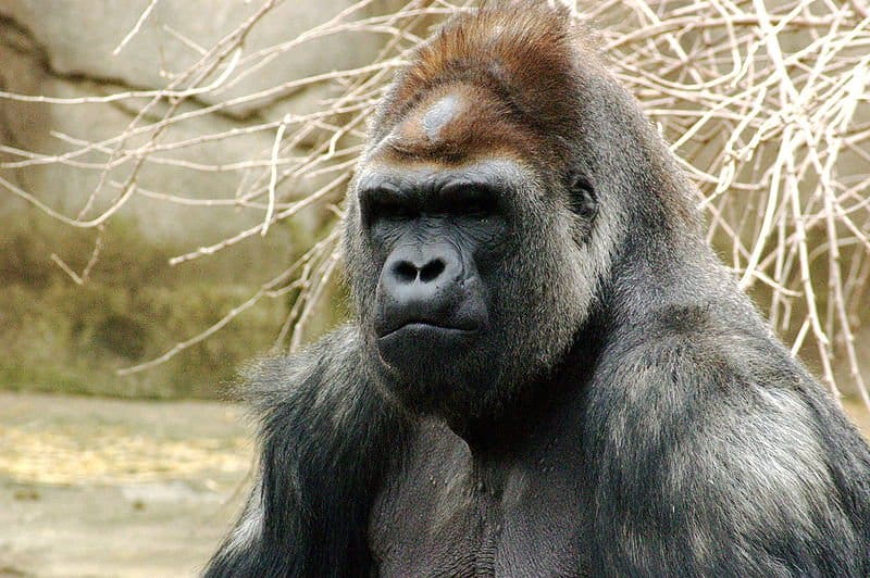 Silverback male Western Lowland Gorilla