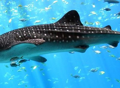 Whale Shark Picture