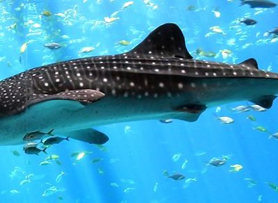 A Whale Shark