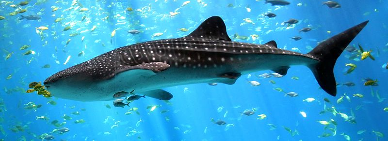 Male Whale Shark at Georgia Aquarium