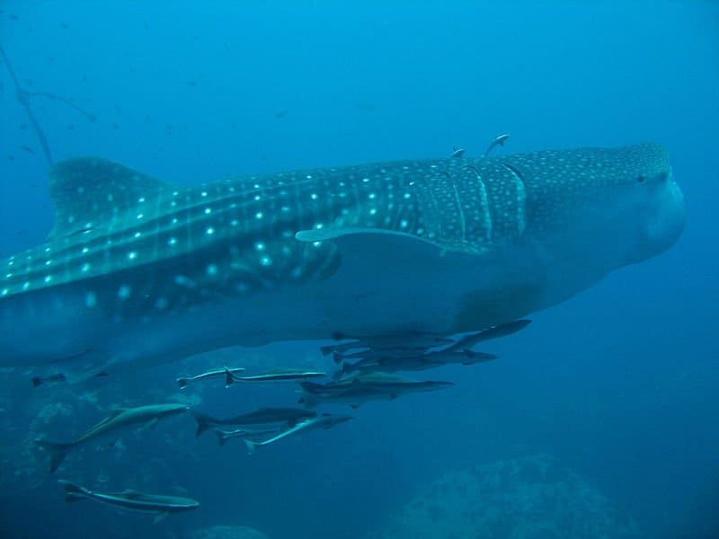 Whale shark with cleaning fish
