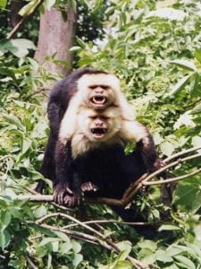 White Faced Capuchins in a tree