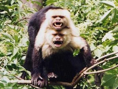 A White-Faced Capuchin