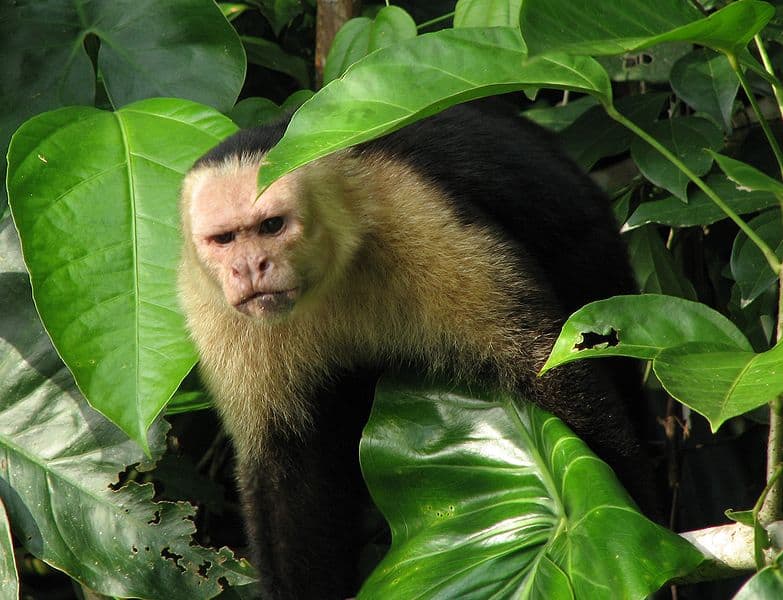 White faced capuchin in a tree