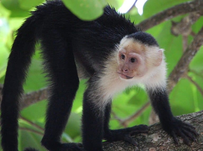 White-faced Capuchin monkey (Cebus capucinus) in Manuel Antonio National Park, Costa Rica.