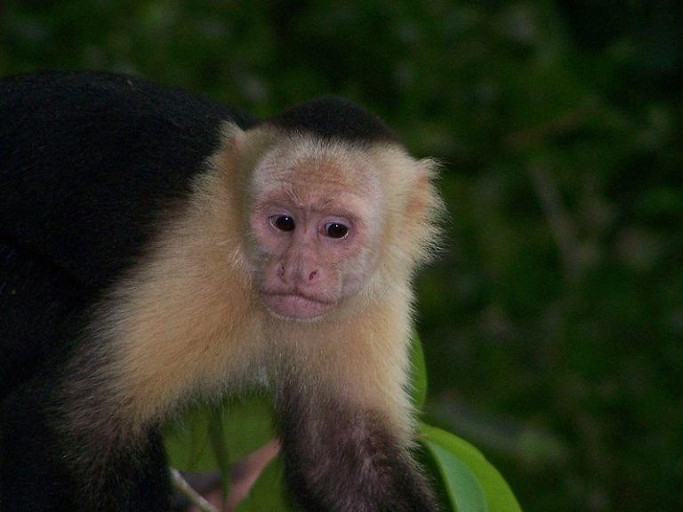 White-faced capuchin monkey in Manuel Antonio National Park in Costa Rica