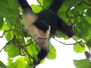 The Most Common Places to Find Monkeys Around the World - A-Z Animals