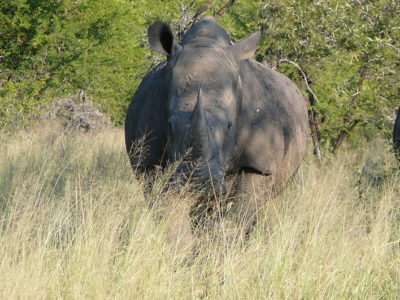 A White Rhinoceros