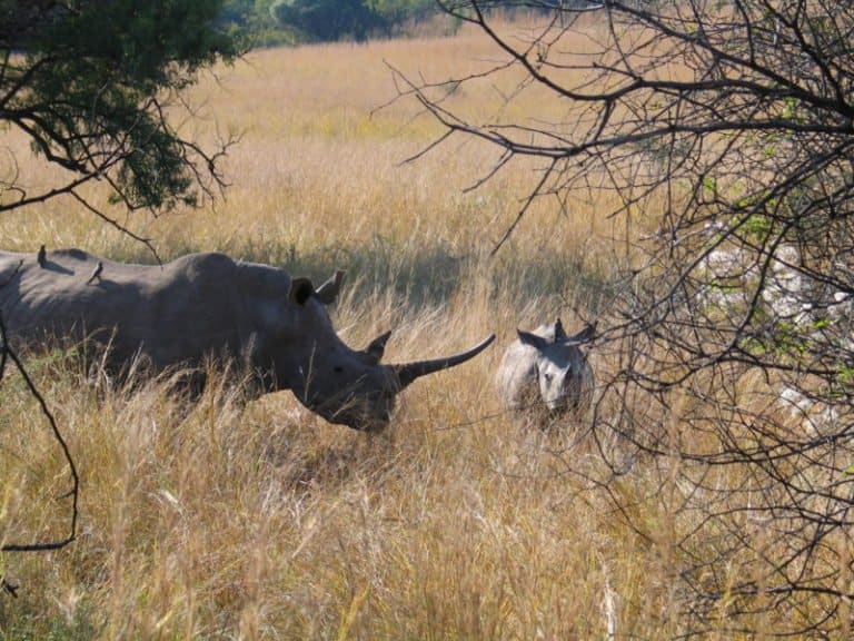 How Many White Rhinos Are Left In The World? AZ Animals