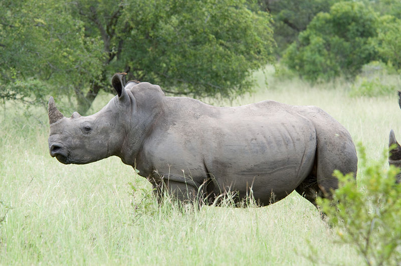 Breitmaulnashorn Profilansicht