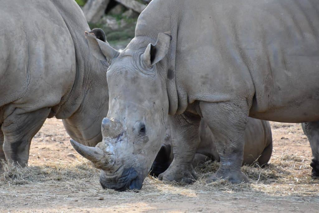white rhinoceros have been introduced into texas