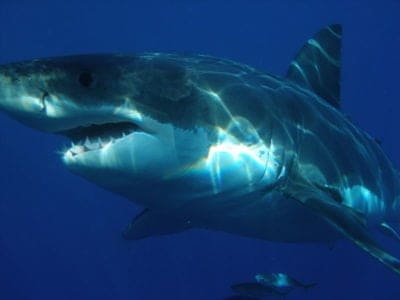 Great White Shark Picture