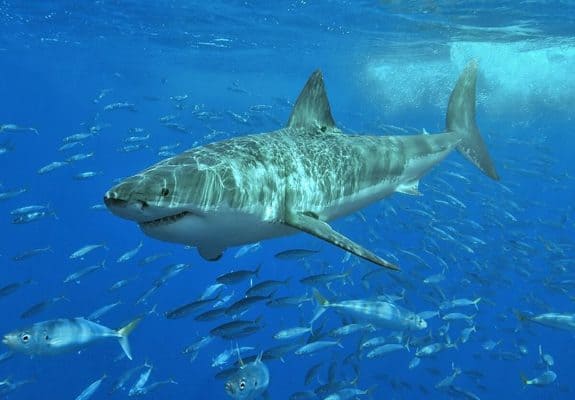 The Average Lifespan of Great White Sharks and Threats to Their