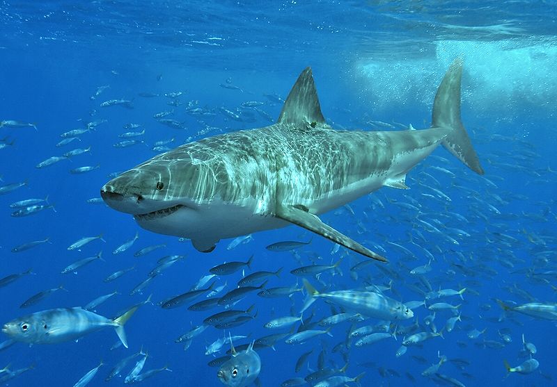 Great white sharks are found in U.S. waters.