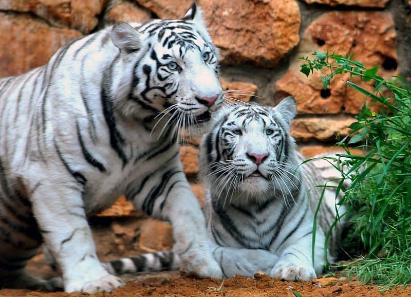 No One Is Having More Fun Than These White Tiger Cubs