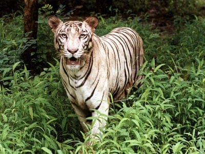A Panthera tigris tigris