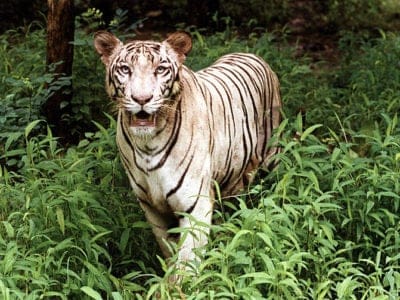 White Tiger Picture