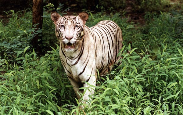 White Tiger - A-Z Animals