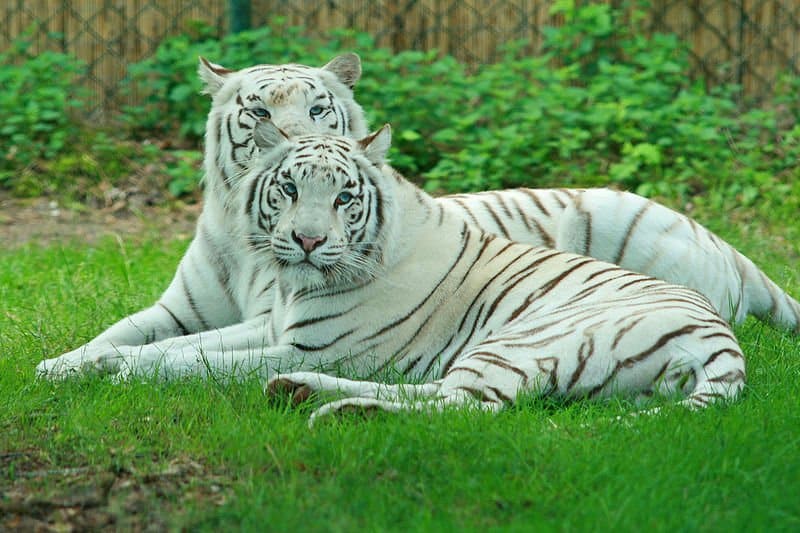 How do tigers adapt to their environment?