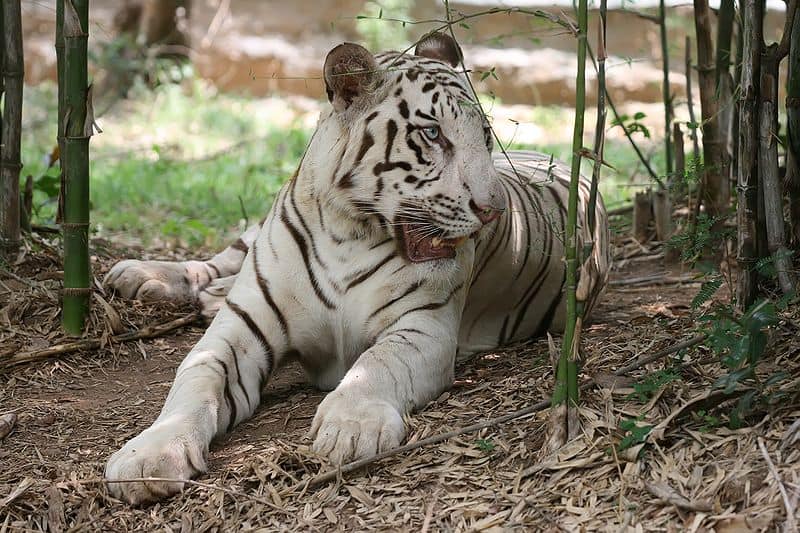 Momma and Baby White Tiger with Big Blue Eyes