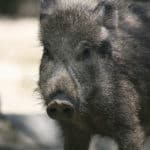 Wild boar