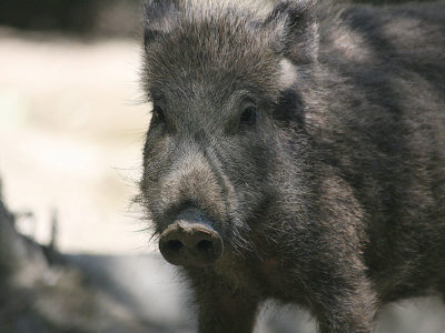 A Sus scrofa