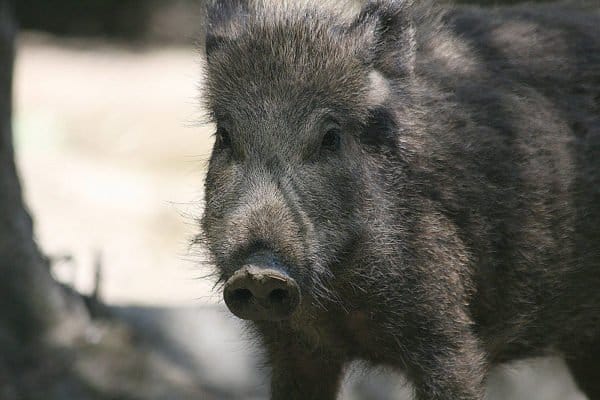 what-do-boars-eat-a-z-animals