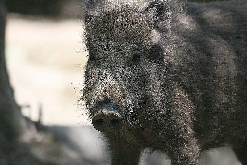 Wild Boar Animal Facts | Sus scrofa - AZ Animals