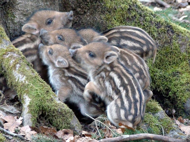 baby wild pigs