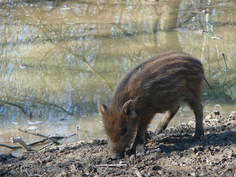 prehistoric predators killer pig