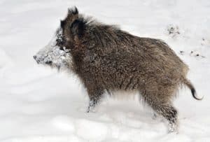 Wild Boars in Washington State: Where Do They Live and Are They Dangerous? Picture