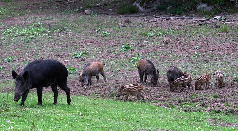 Even if you remove one group of feral hogs from your land, another one could move in